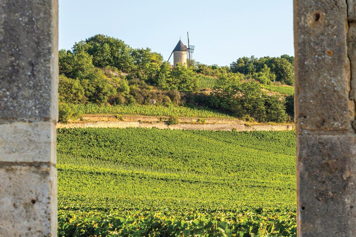 Pinot Noirin menneisyys, nykyisyys ja epävarma tulevaisuus Burgundissa