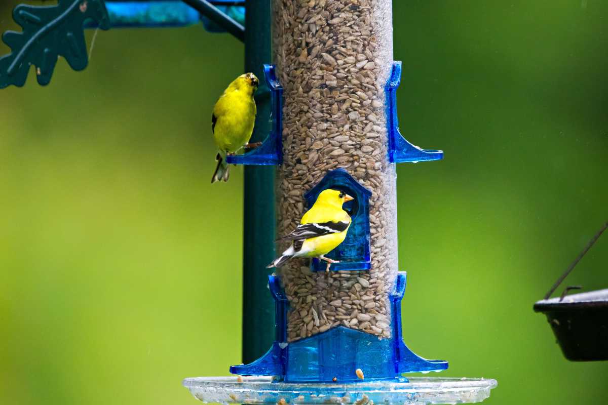 Как да привлечем златки за наблюдение на птици в задния двор