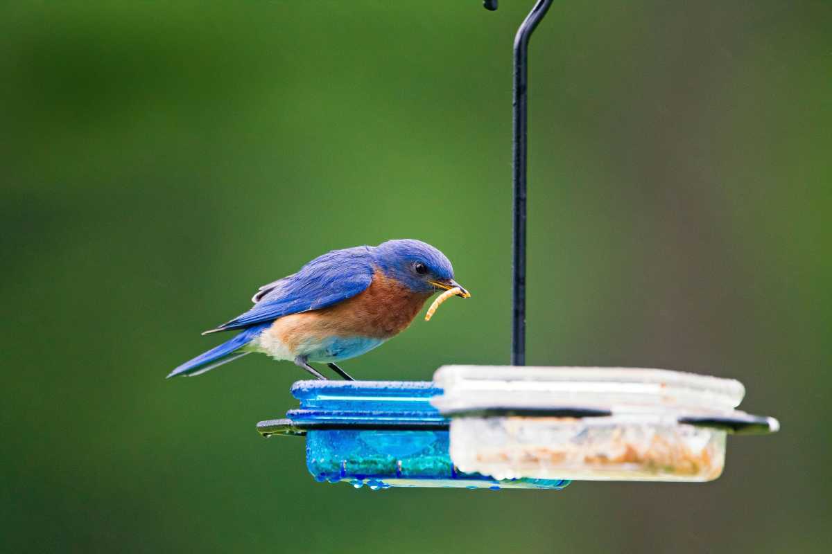Как да привлечете сини птици във вашия двор: 11 съвета, които трябва да знаете
