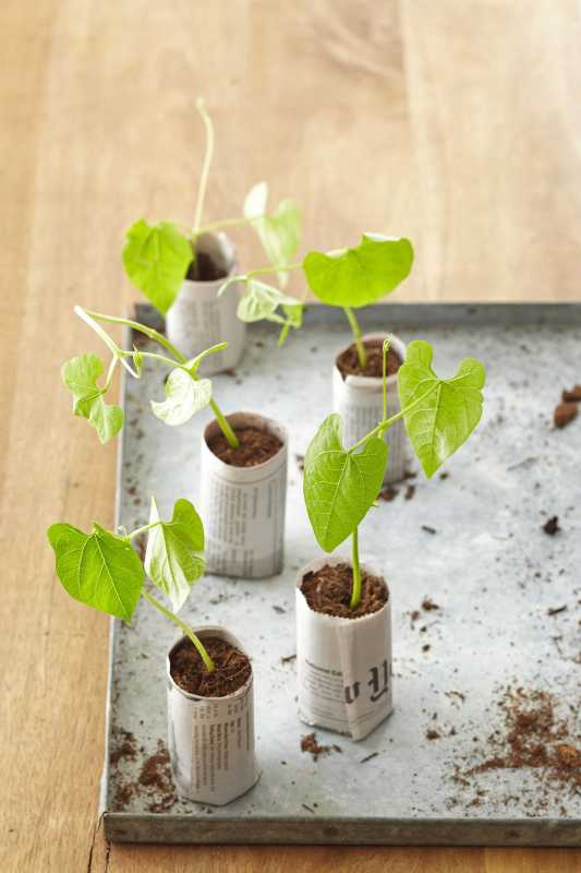 4 začetni lončki za semena, ki jih lahko naredite iz predelanih gospodinjskih predmetov