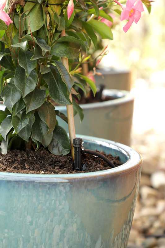 गमले में लगे पौधों के लिए DIY ड्रिप सिंचाई प्रणाली कैसे बनाएं