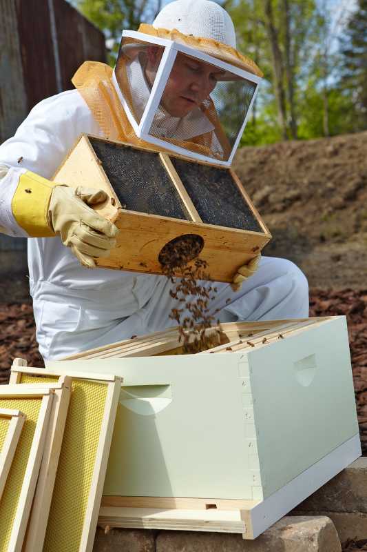 5 सरल चरणों में अपने पिछवाड़े में मधुमक्खी का छत्ता कैसे शुरू करें