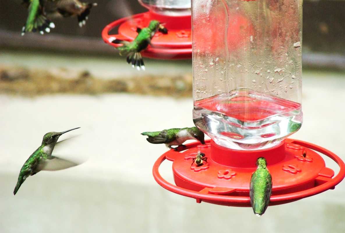 Håll bin borta från kolibrimatare med dessa 6 tips