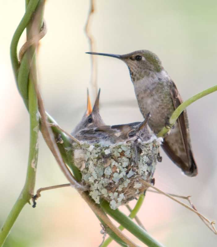 Jak zrobić karmnik dla kolibrów DIY ze słoika z przetworem