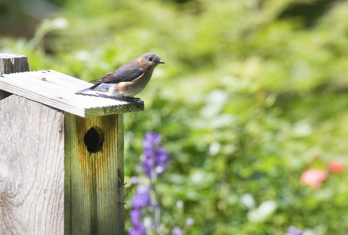 Как да привлечем птици в къщичка за птици