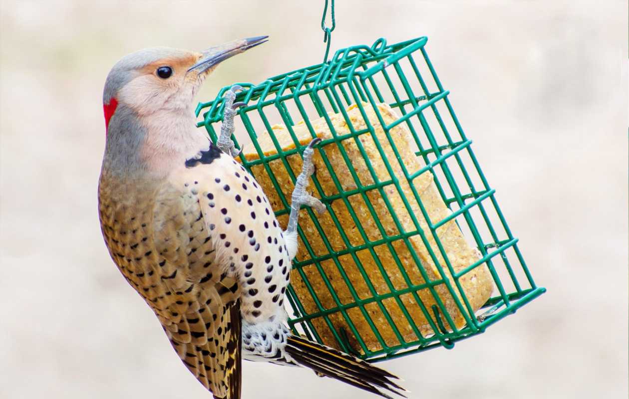 Suet for Birds é um superalimento para mantê-los durante o inverno