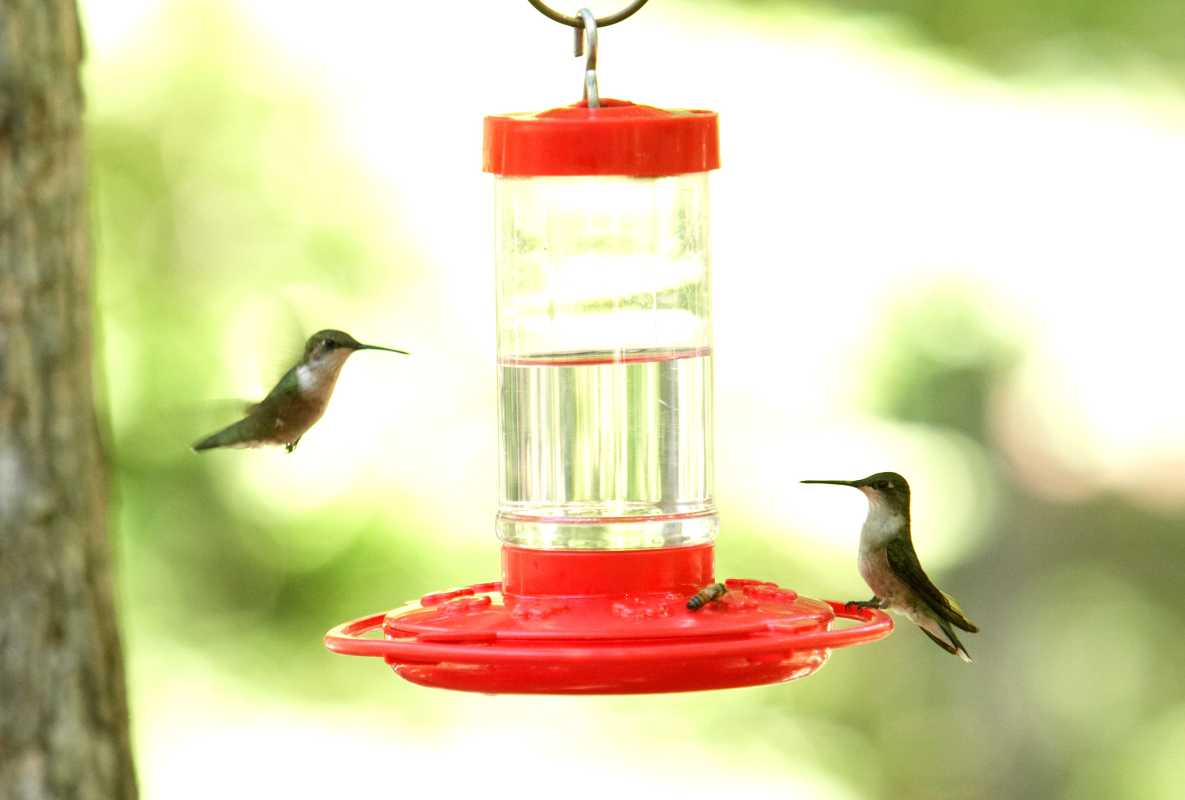 Kdaj spomladi postaviti krmilnice za kolibrije