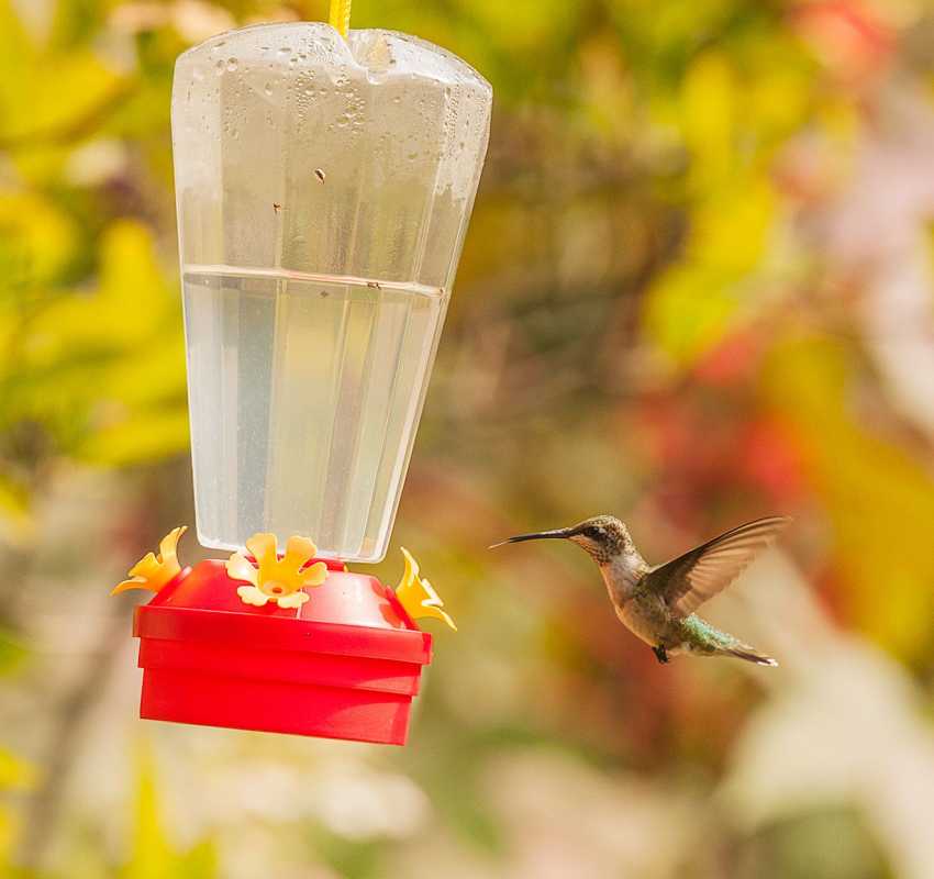 Cómo hacer comida para colibríes con solo dos ingredientes