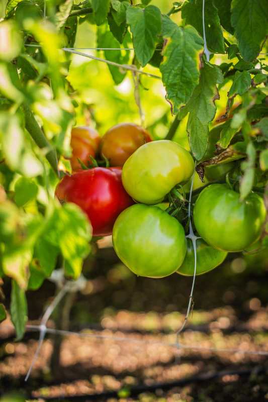 Съвети за отглеждане на домати във висящи саксии за сочни, свежи резултати