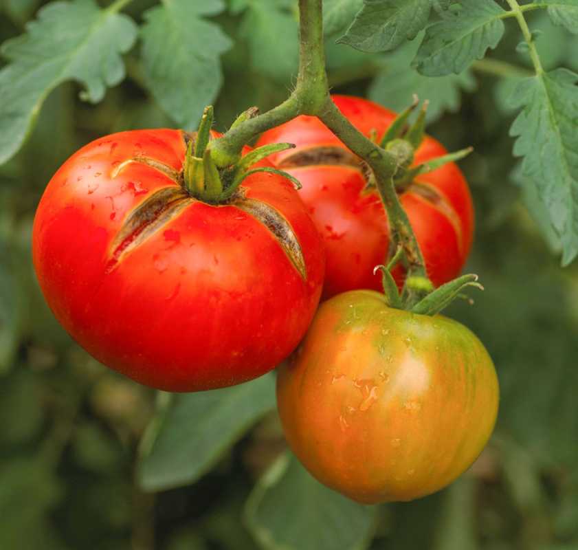 토마토가 갈라지는 이유는 무엇입니까? 이유와 해결 방법