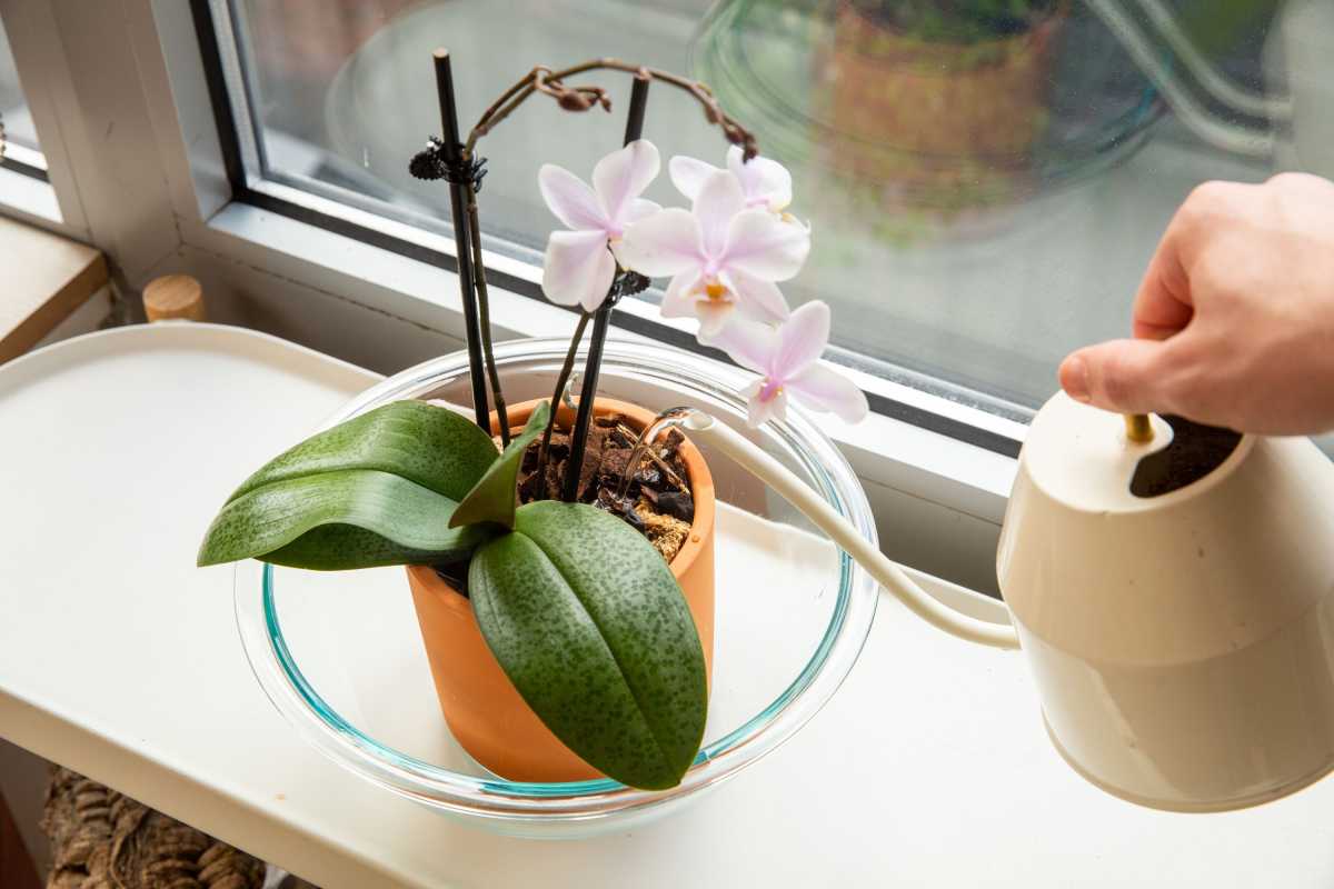 Consells de reg d'orquídies per a flors boniques i creixement saludable