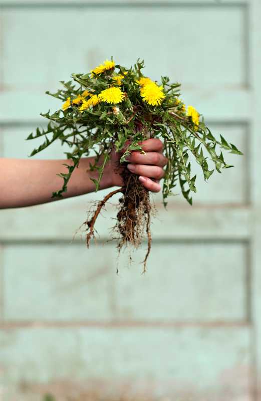 Как уничтожить сорняки на клумбах и газонах с помощью органических продуктов