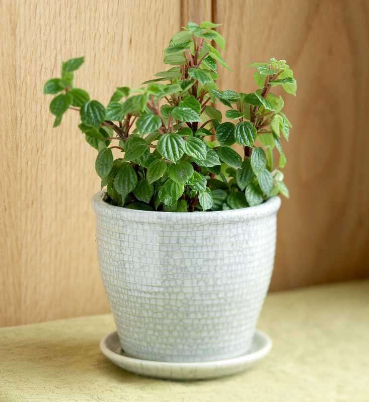japanese peperomia japonica na may pulang tangkay sa ceramic planter