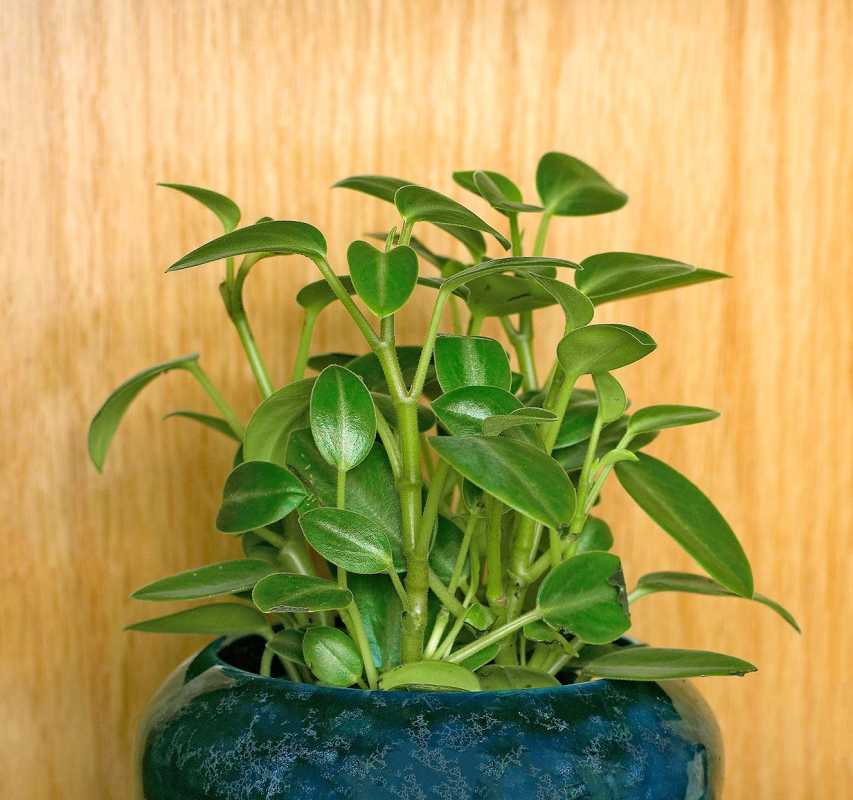 teardrop peperomia orba dvergplante i blå planter
