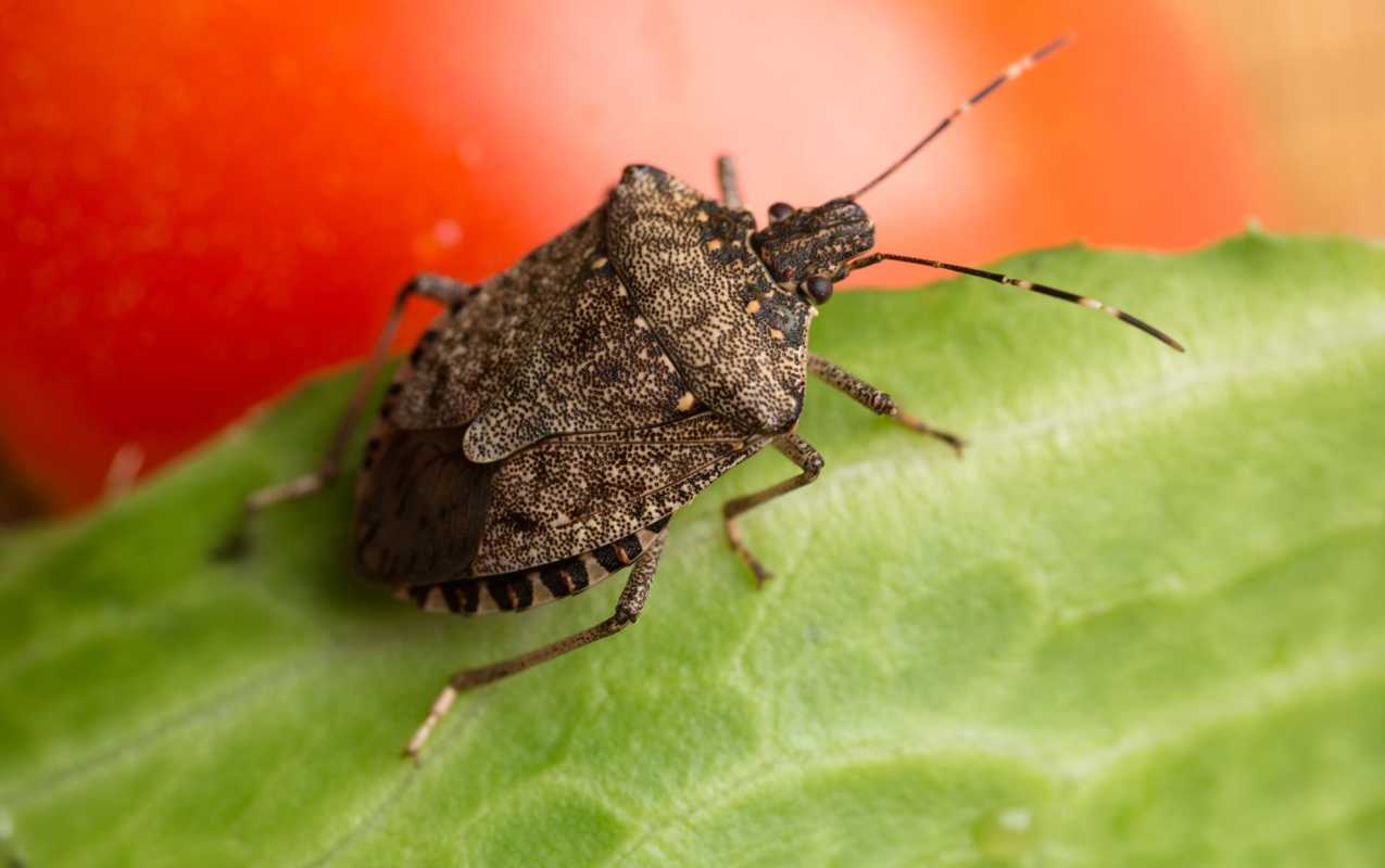 Hvordan bli kvitt stinkende insekter i huset ditt og forhindre at de kommer tilbake