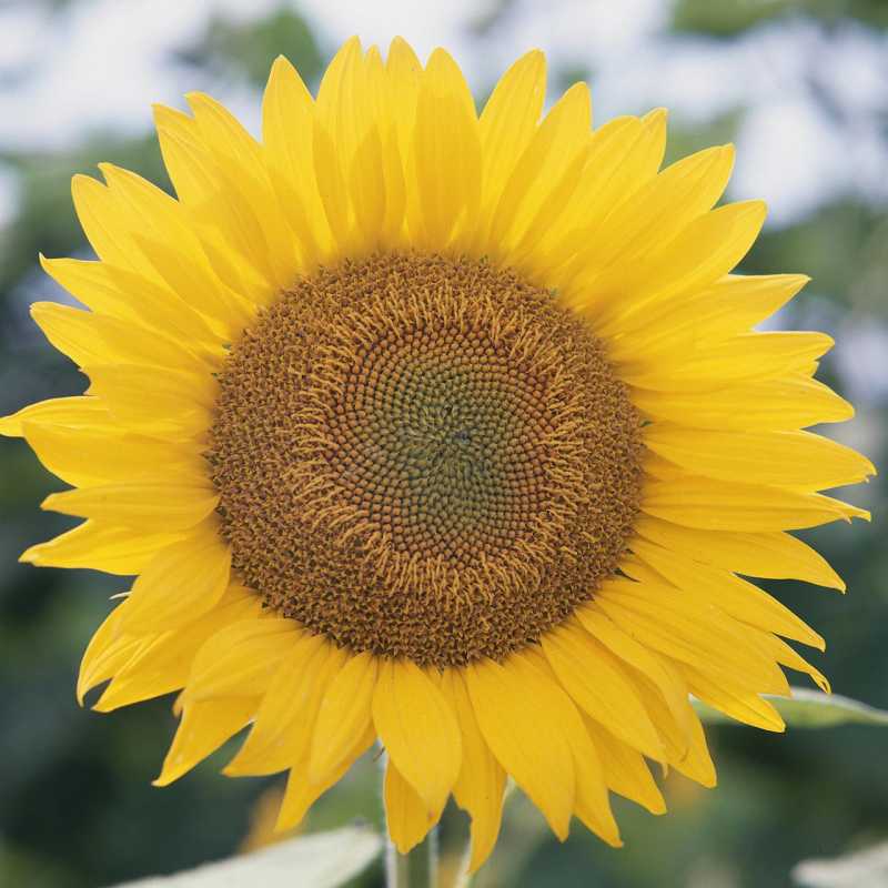 5 Fakten über Sonnenblumen, die Lust auf den Anbau machen