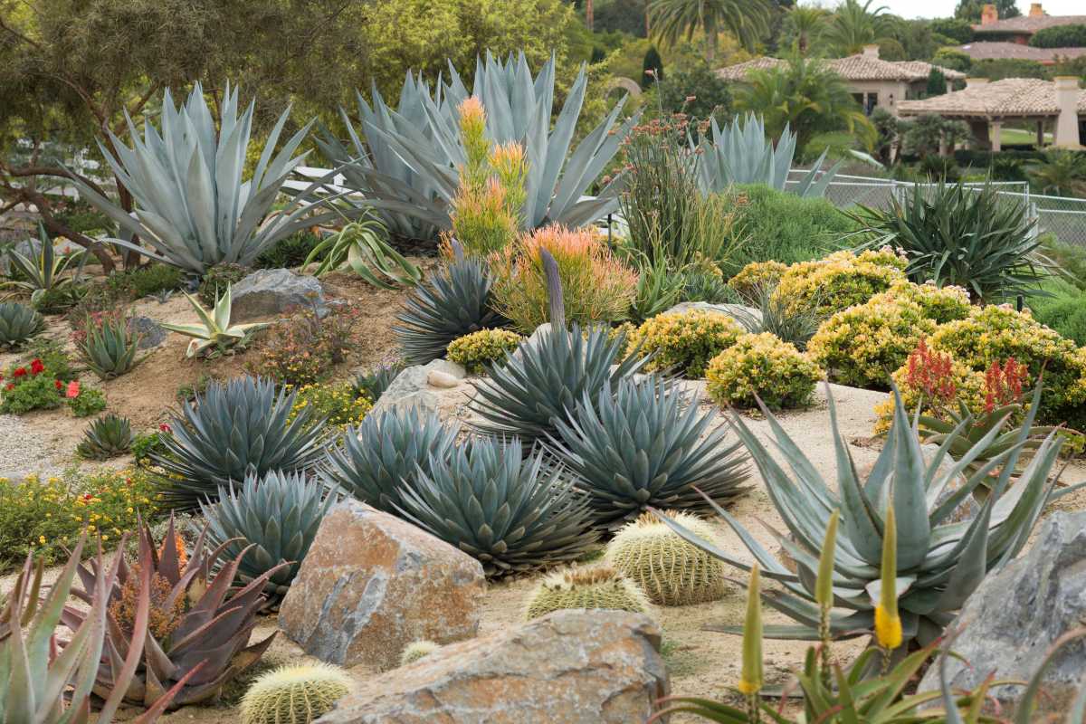 Paano Magsimula ng Cactus Garden