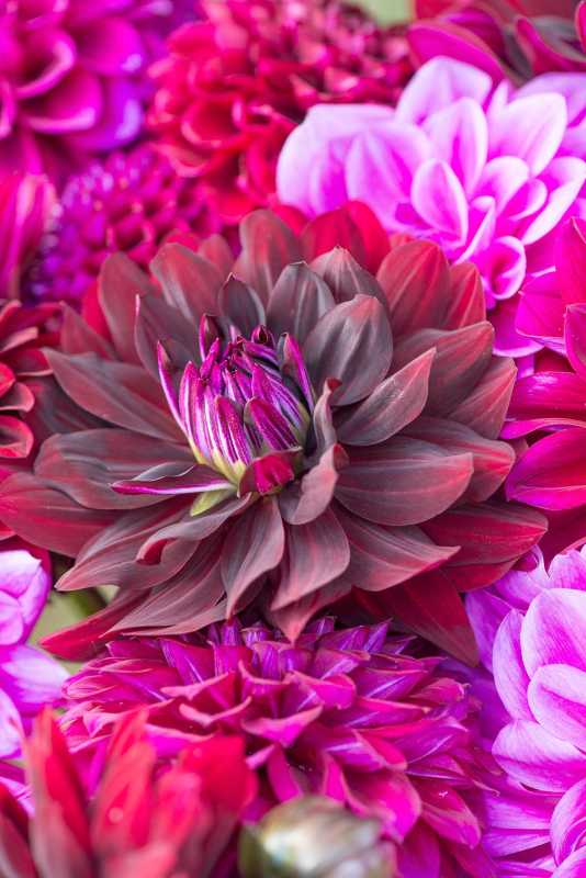Dahlia Çiçekleri Hakkında Az Bilinen 5 Gerçek