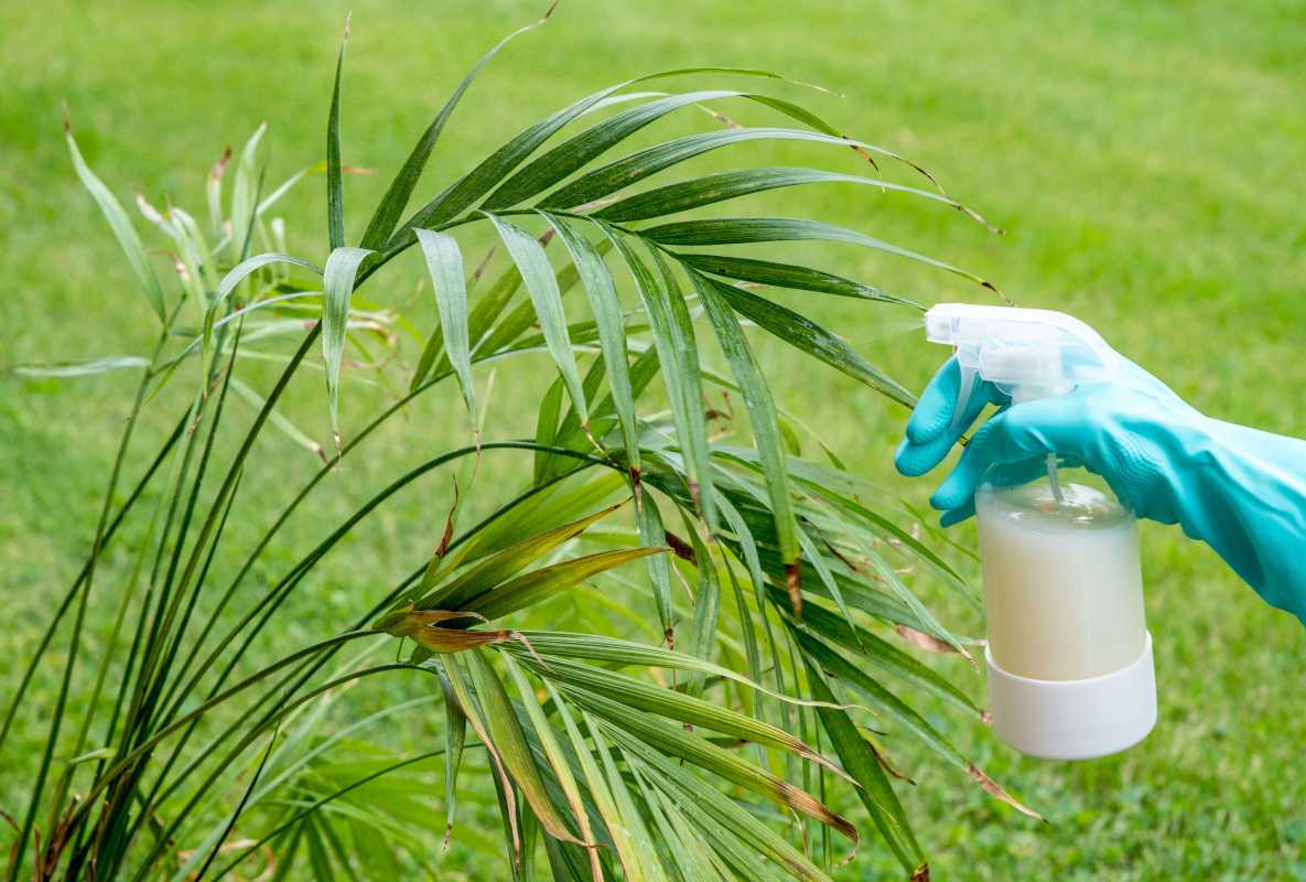 害虫に悩まされている植物にオーガニックニームオイルを使用する方法