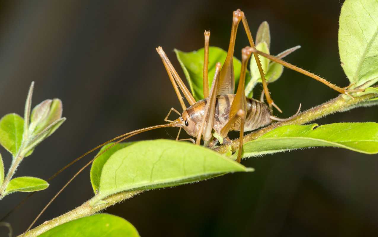 Τι είναι το Spider Cricket; 5 γεγονότα για το παράσιτο του υπογείου