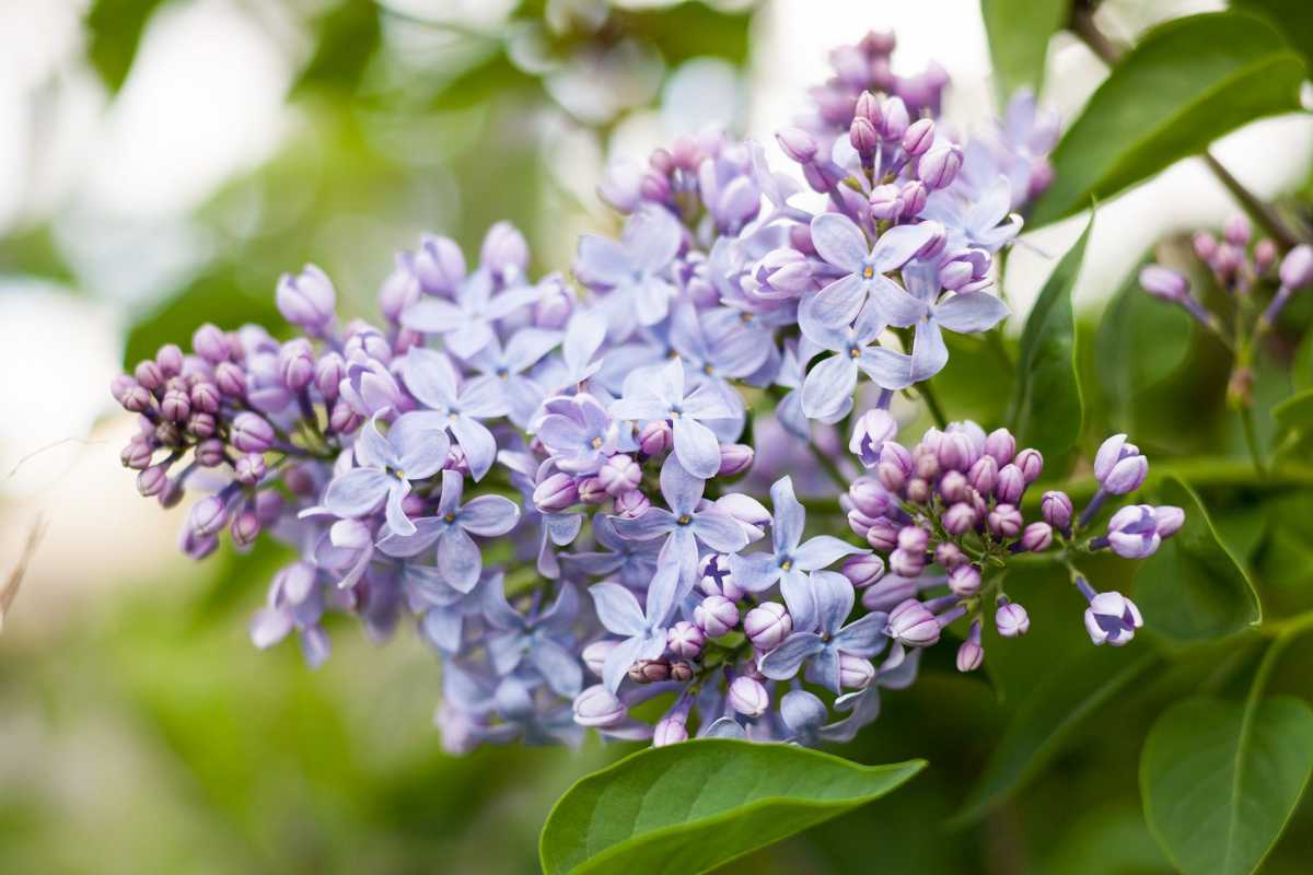 6 datos sobre lila que impresionarán a tus amigos jardineros