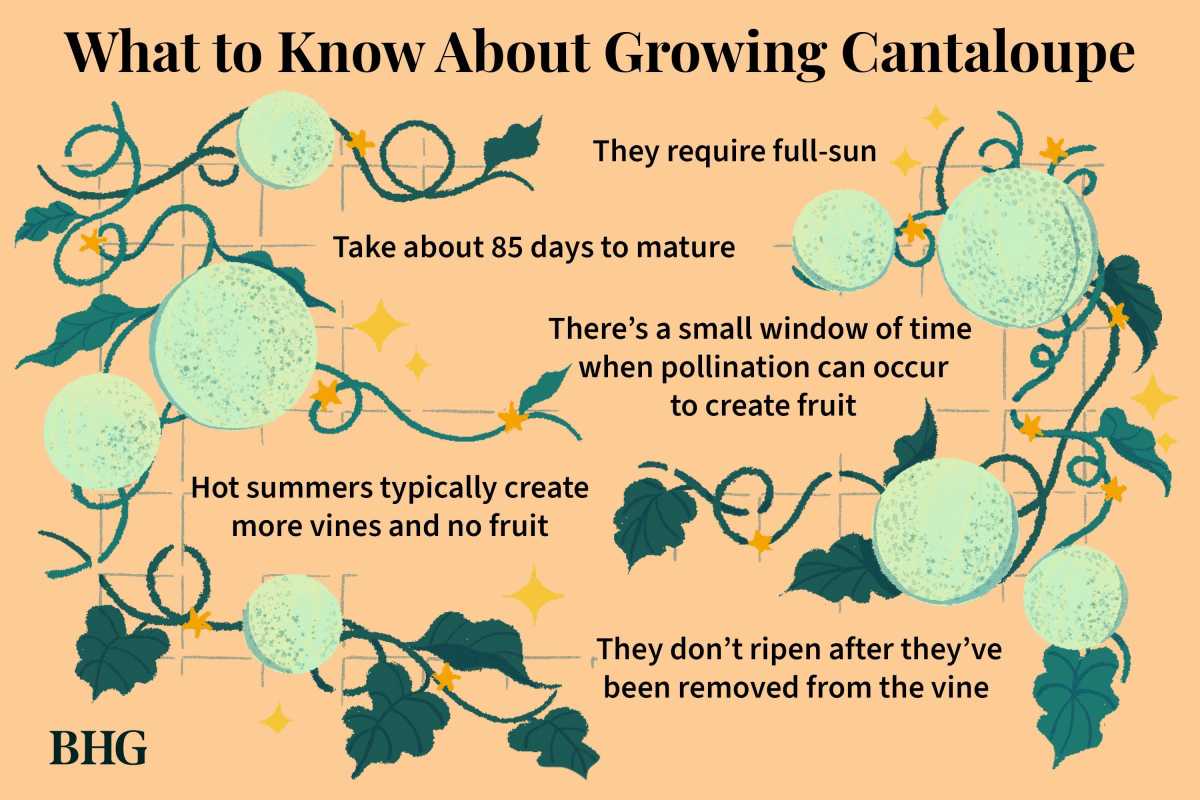Tips til at dyrke cantaloupe, der er så saftig, at det er besværet værd