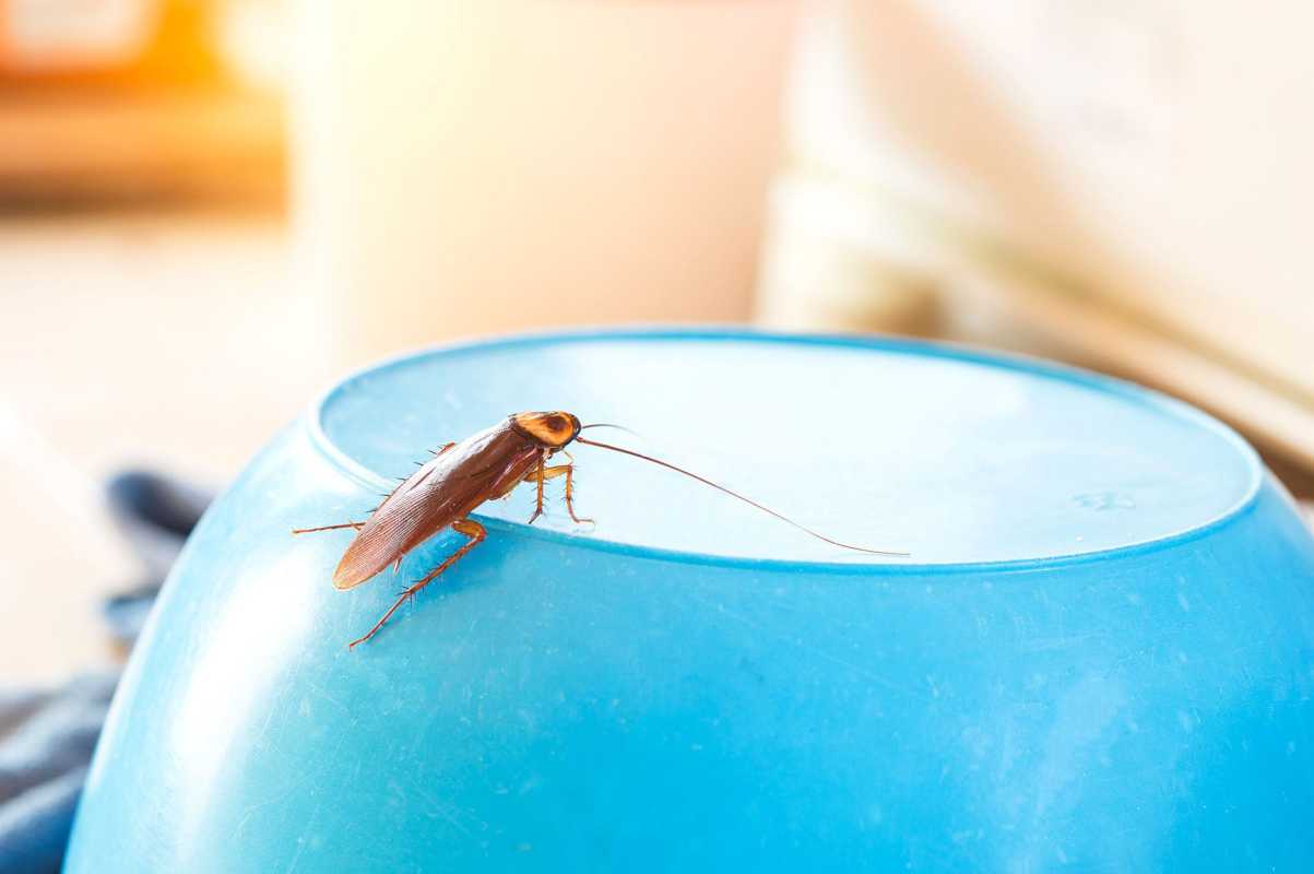 Jak se zbavit švábů a zbavit se jich doma
