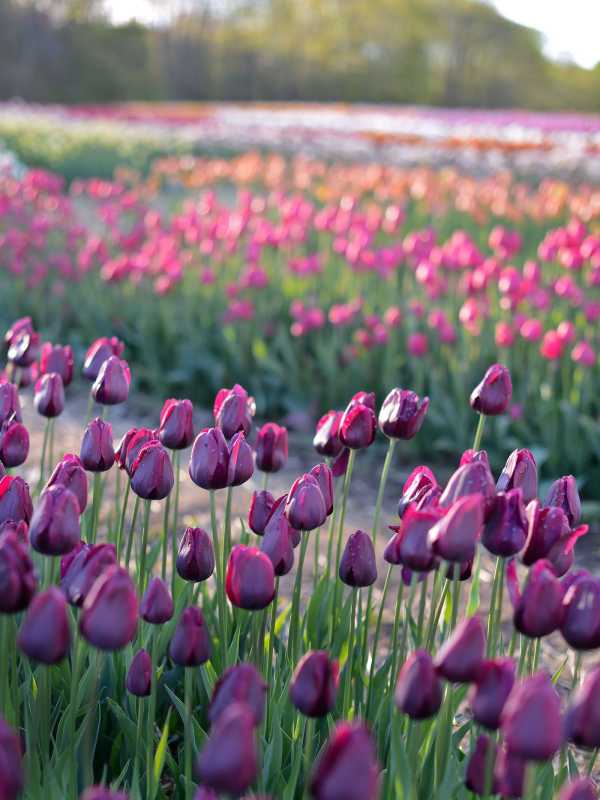 7 faits que tout amateur de tulipes devrait savoir