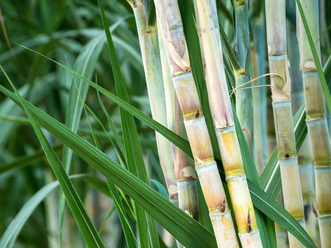 Hvordan plante og dyrke sukkerrør