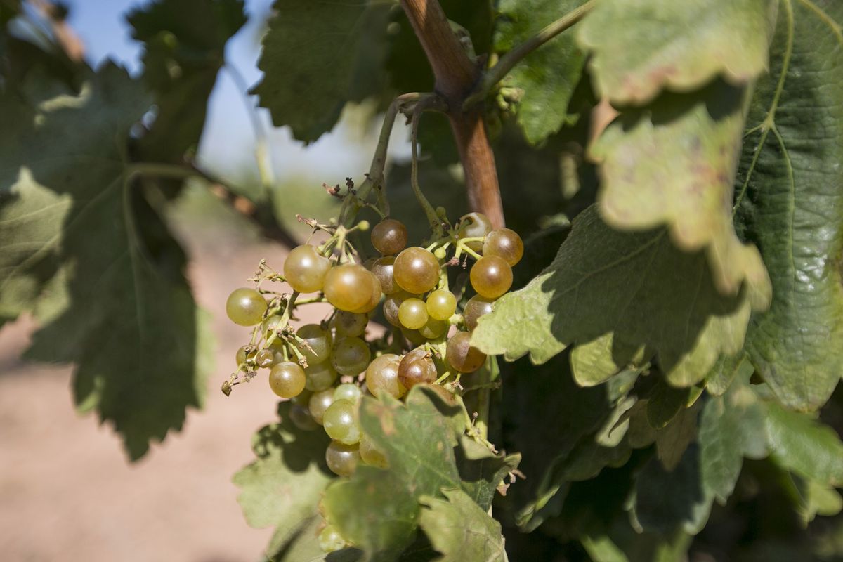 Raisins de muscat sur la vigne en Espagne / Getty
