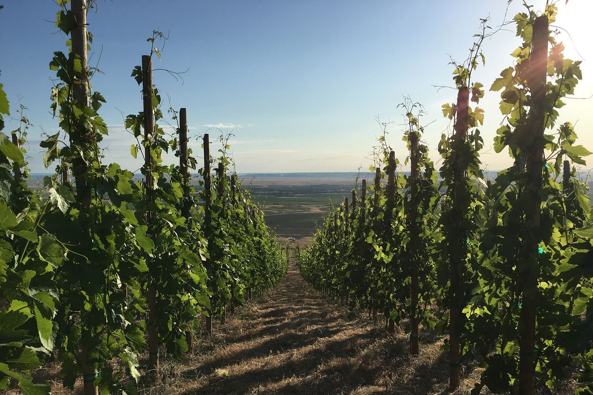 Syrah vinstockar som växer på Red Mountain