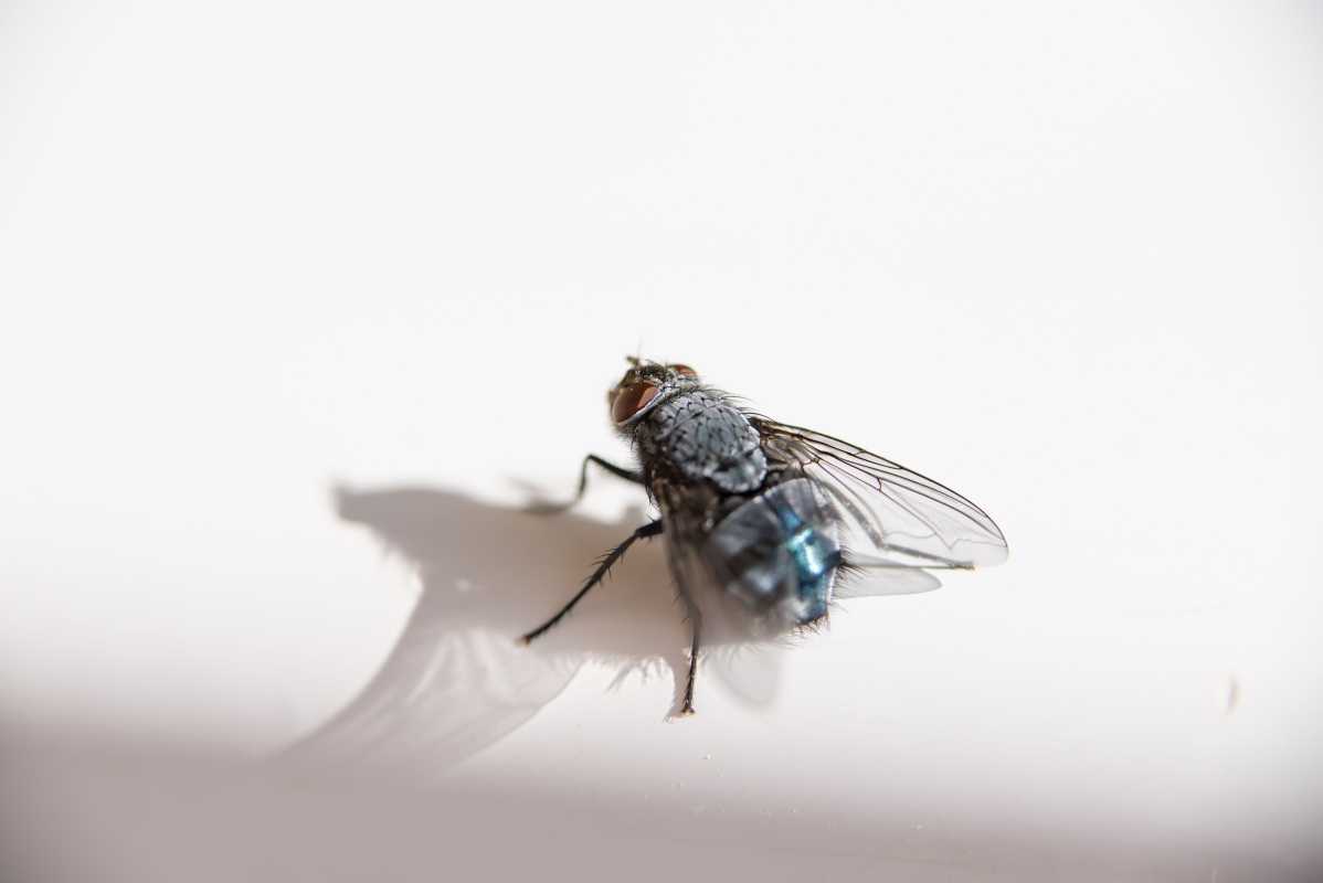 Varför finns det plötsligt många flugor i mitt hus?