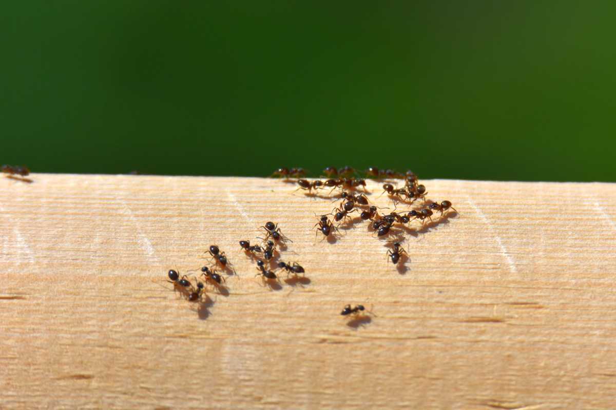 So werden Sie Ameisen mit natürlichen Heilmitteln aus Ihrem Zuhause los