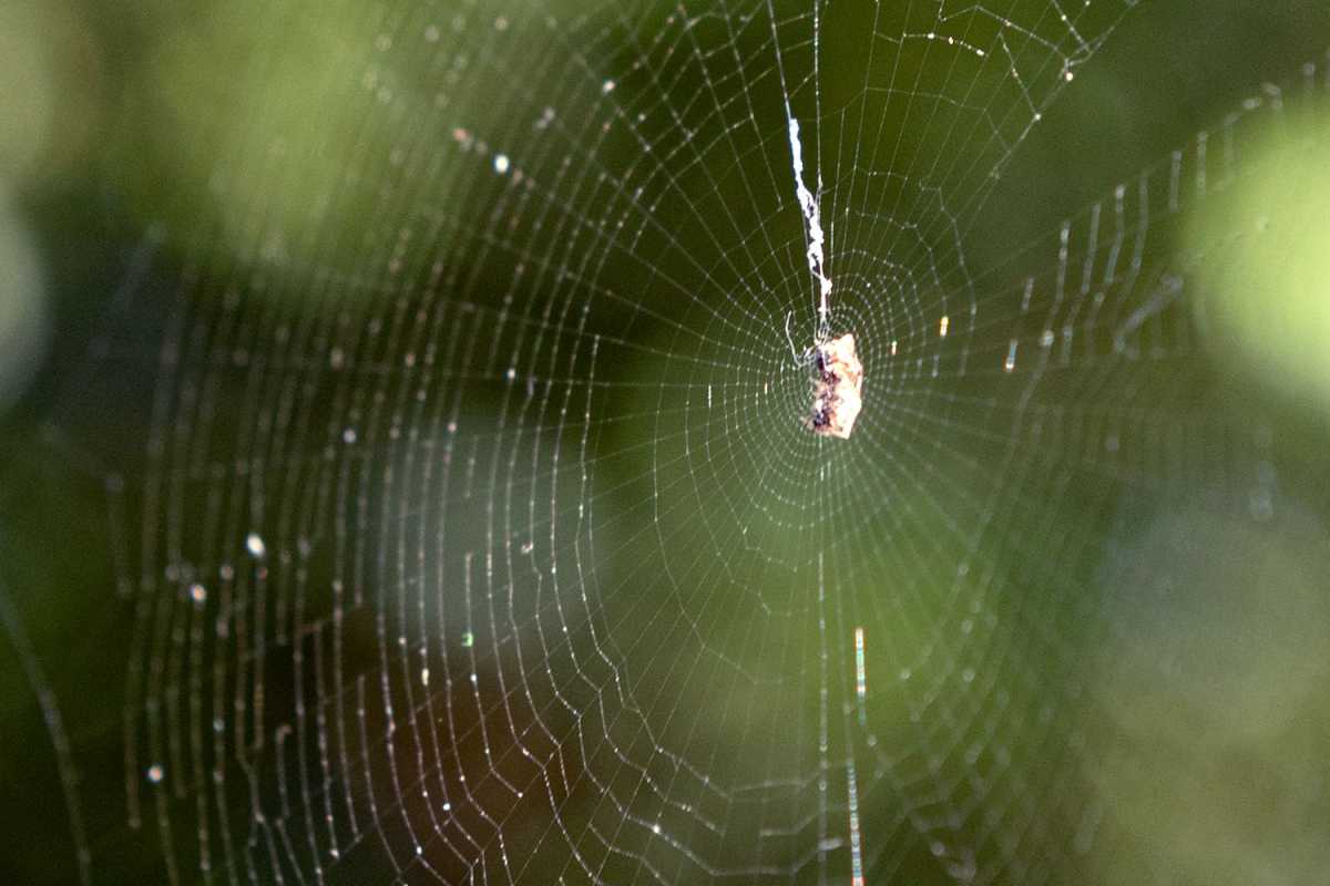 örümcek ağında örümcek