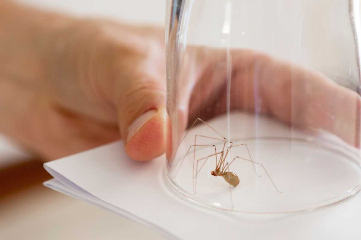 Repelente natural de aranha – 8 maneiras de manter os rastejantes afastados