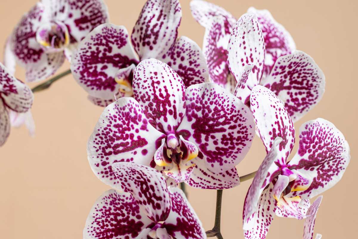 flori pe o orhidee