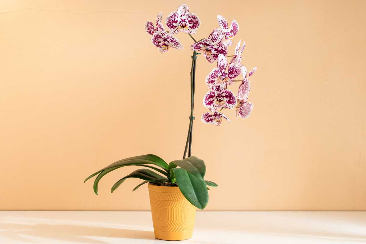 Innaffiare le orchidee con cubetti di ghiaccio è davvero una cosa: ecco come farlo