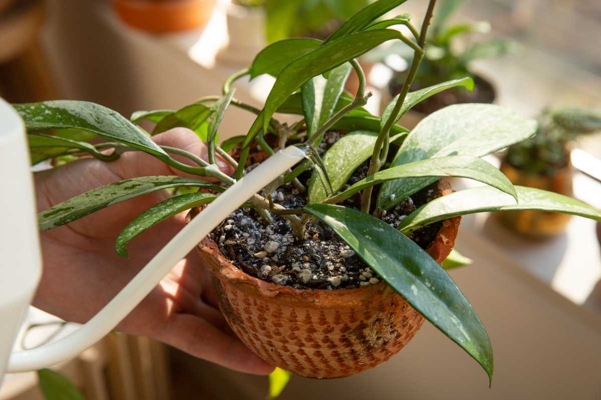 Nebulizzare le piante è utile come annaffiarle?