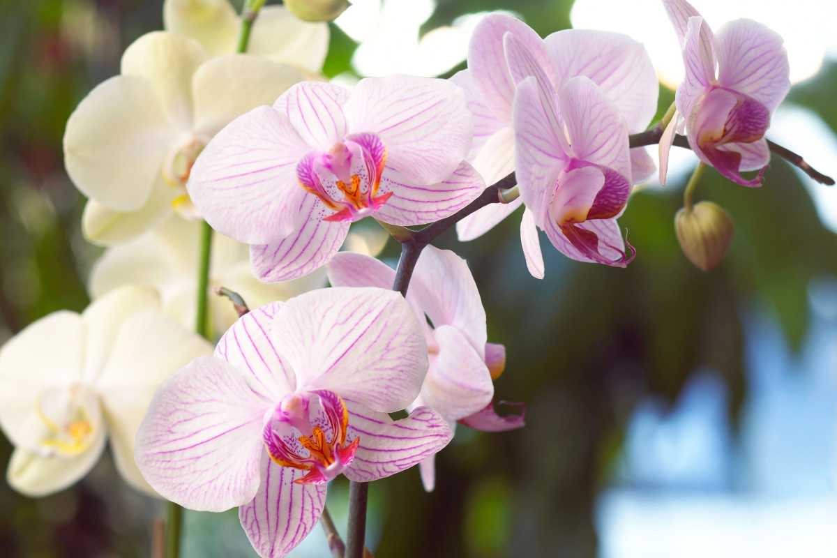 Näin saat orkideat kukkimaan uudelleen näiden viiden pakollisen vinkin avulla