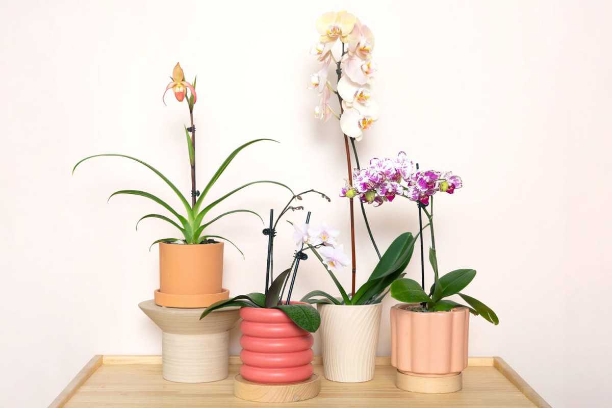 La millor cura d'orquídies per mantenir aquestes belles plantes prosperant