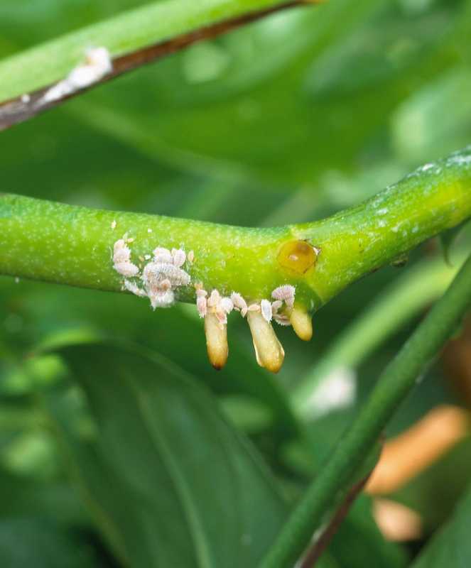 Comment se débarrasser des cochenilles sur vos plantes d'intérieur