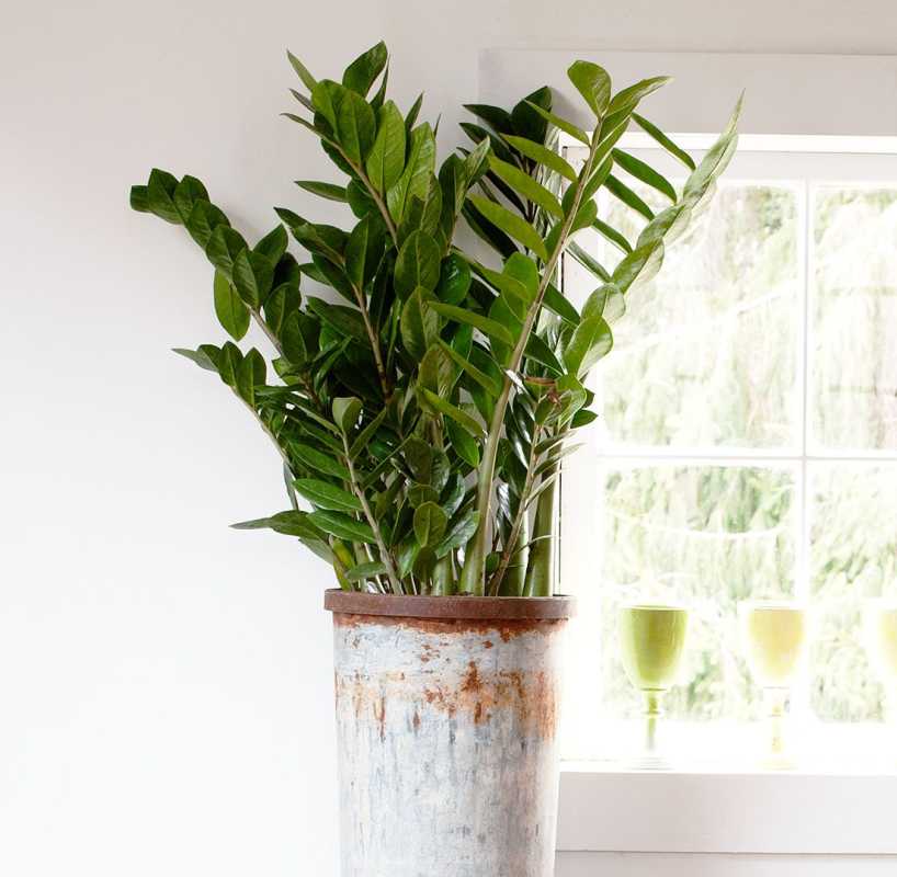 Cum să înmulțiți plante ZZ pentru a vă crește colecția de plante de apartament
