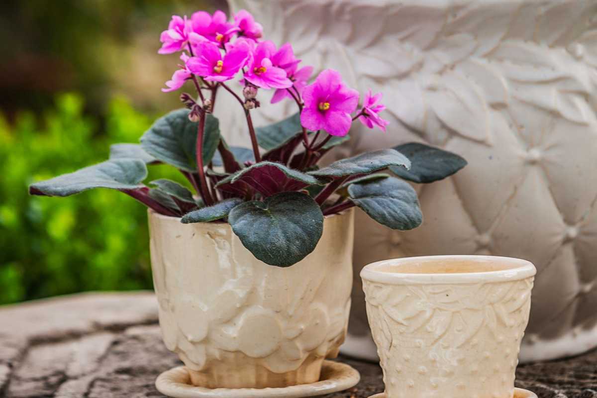 11 consejos para trasplantar violetas africanas y obtener más flores