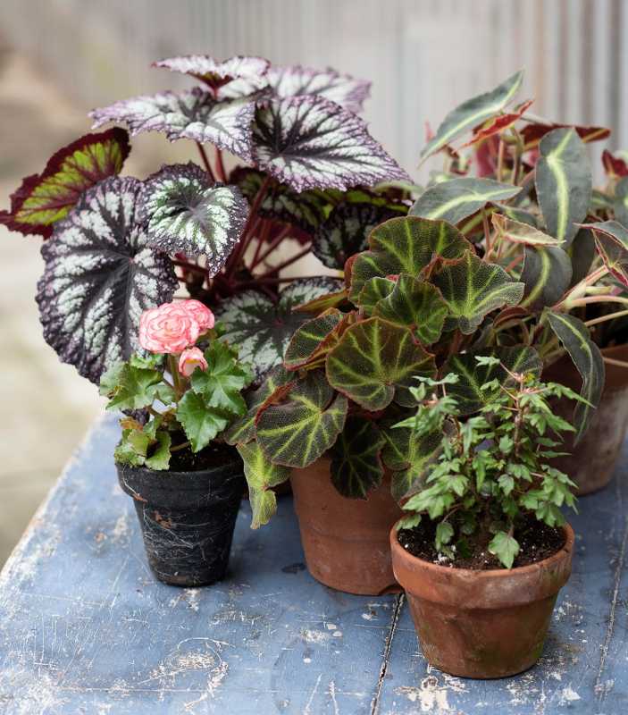 8 Tips Perawatan Tanaman Hias Begonia Agar Tanaman Anda Tetap Tumbuh Kembang