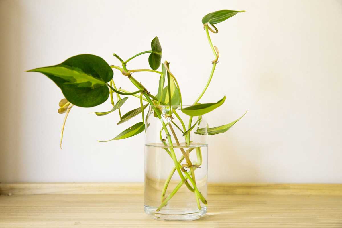Philodendron potteplanter i et glass vann klar for formering