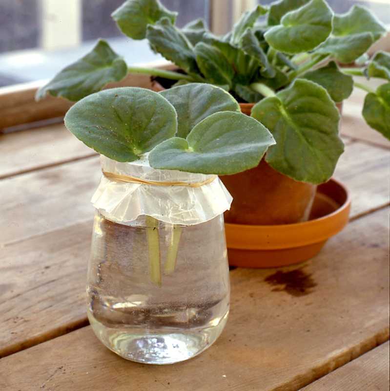 Augalai dedami į stiklinį indą, užpildytą vandeniu