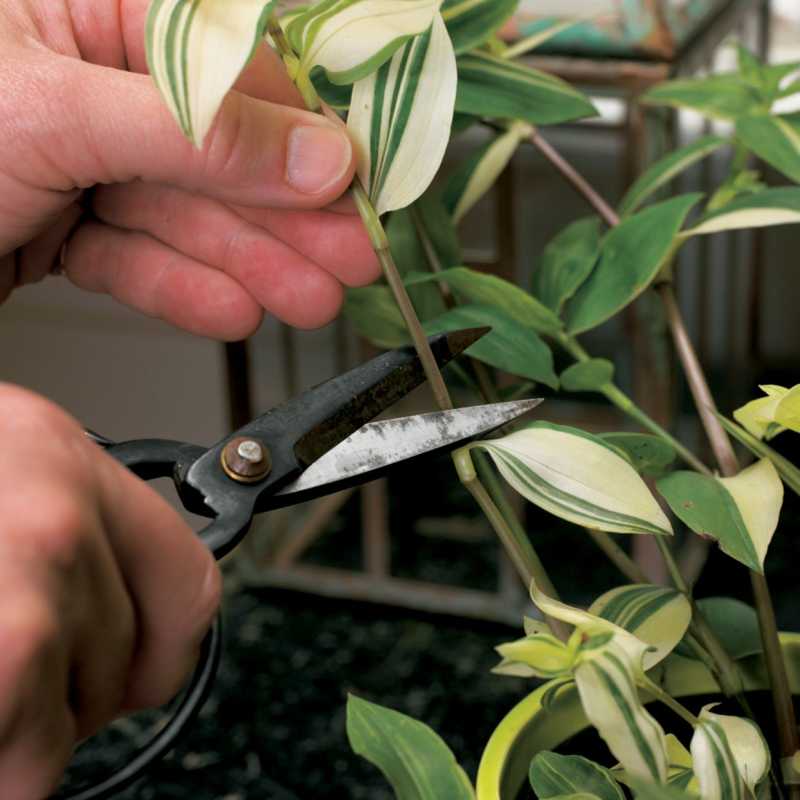 prořezávání pokojové rostliny s nůžkami