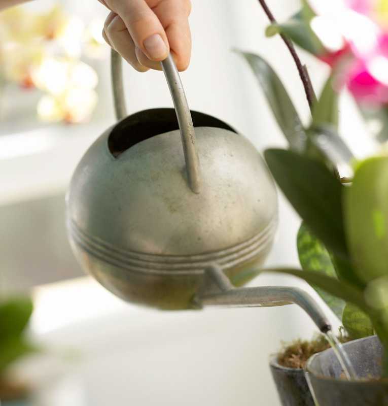 9 bistvenih nasvetov za ohranjanje zdravja vaših sobnih rastlin