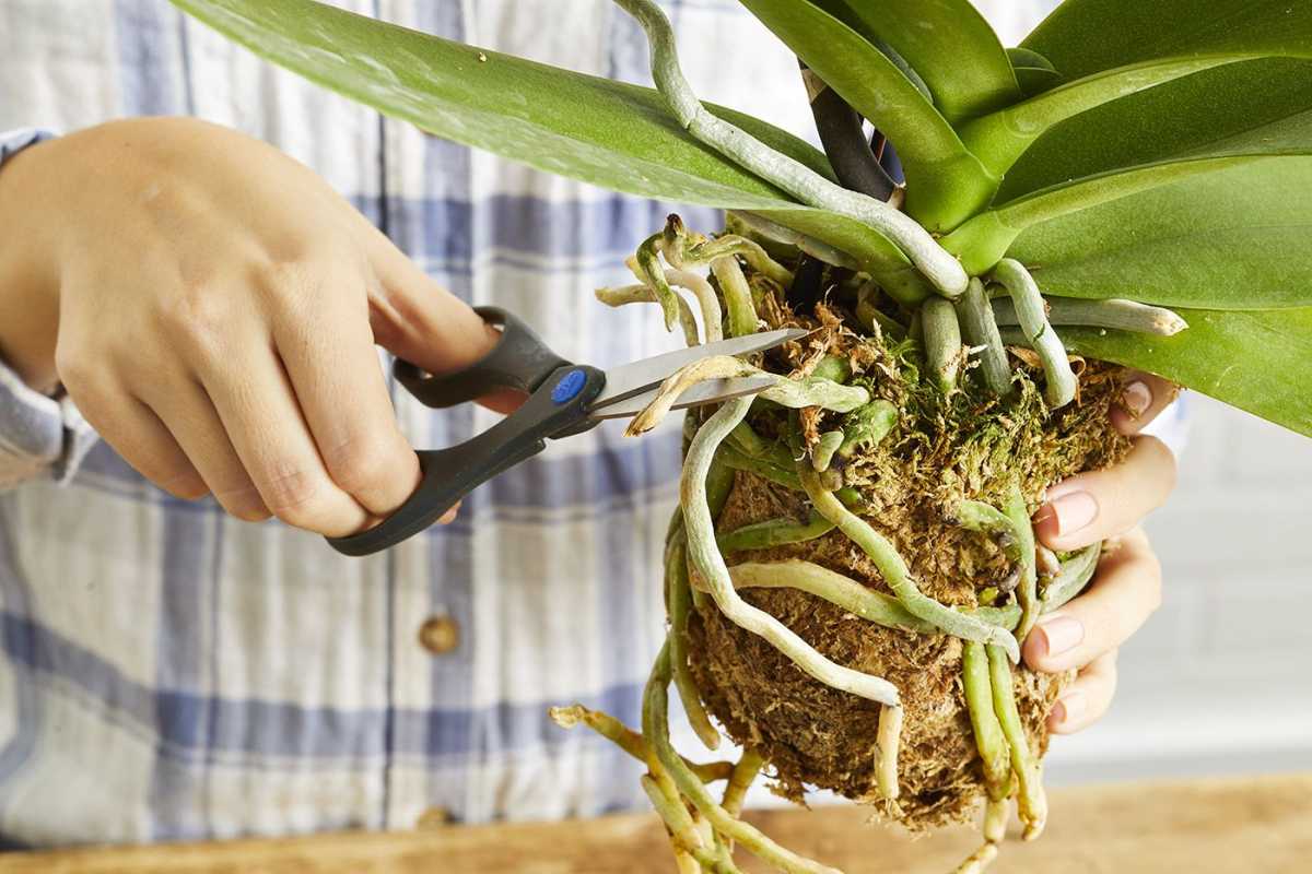 Hur man ompotterar orkidéer för att hålla dem friska och glada