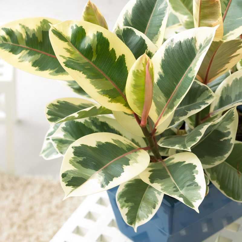 4 причини, поради които листата на вашето каучуково растение падат и как да ги поправите